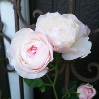 薔薇の苗木『ストロベリーマカロン』四季咲き