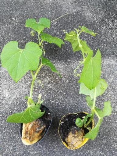 ハヤトウリ苗 げんこつうり にしやん 佐伯の子供用品の中古あげます 譲ります ジモティーで不用品の処分