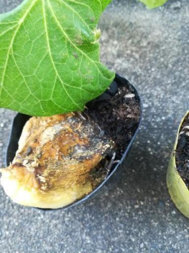 ハヤトウリ苗 げんこつうり にしやん 佐伯の子供用品の中古あげます 譲ります ジモティーで不用品の処分