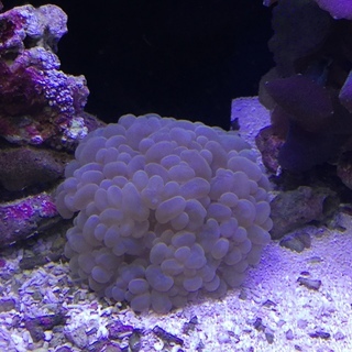 海水魚珊瑚バブルコーラルフラグ+ブルー系ディスクコーラル 