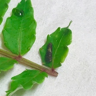 アゲハチョウ幼虫1個体
