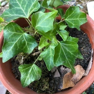 へデラ小（観葉植物）