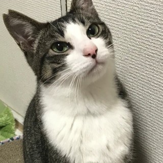 フレンドリーで猫とも仲良し、はやて君