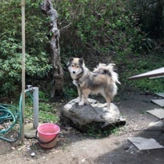 お問い合わせが多いので一旦受付ストップします。 - 犬