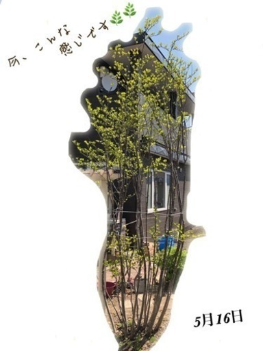「取引中」アオハダの木
