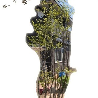 「取引中」アオハダの木