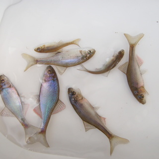 タナゴミナミアカヒレタビラ霞ヶ浦産 Hiro 荒川沖のその他の中古あげます 譲ります ジモティーで不用品の処分