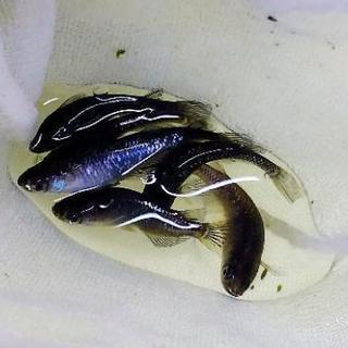 ブラックダイヤメダカ 卵 10個 トモリン 樟葉のその他の中古あげます 譲ります ジモティーで不用品の処分