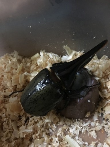 ヘラクレスカブト虫