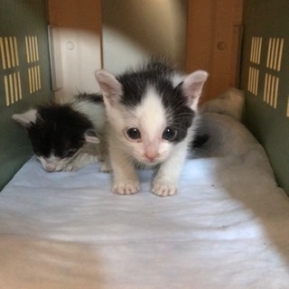 こねこ 4月22日頃生まれ