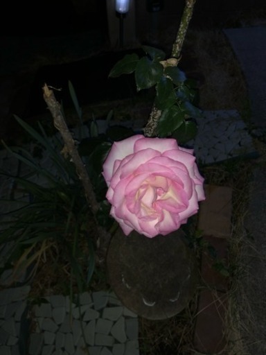 狭い庭でのガーデニング 薔薇 ビオトープ友達欲しいです みゆ 坂戸の友達のメンバー募集 無料掲載の掲示板 ジモティー