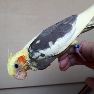 小鳥ハウスみゆ、セキセイインコ、羽衣セキセイインコ、文鳥、十姉妹販売店 - 天草市