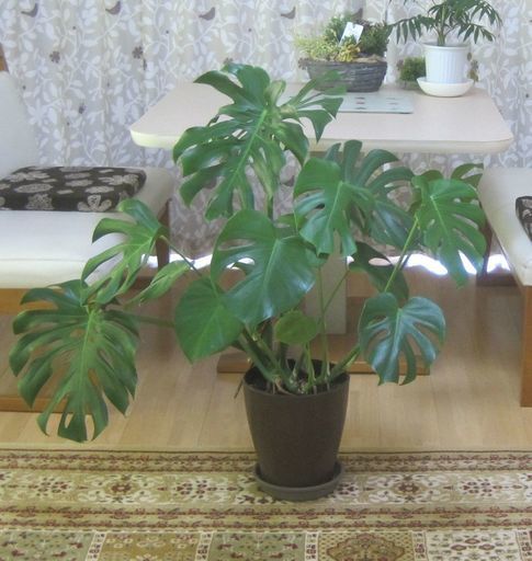 モンステラ 高さ100 観葉植物 ぽちこ 横芝のインテリア雑貨 小物 置物 オブジェ の中古あげます 譲ります ジモティーで不用品の処分