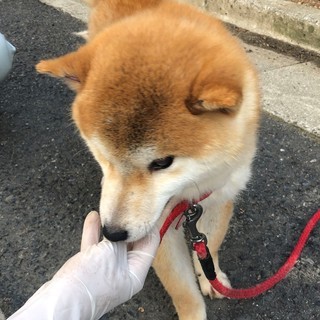 高松市の迷子＊オス、小さな柴風（目に障害あり）