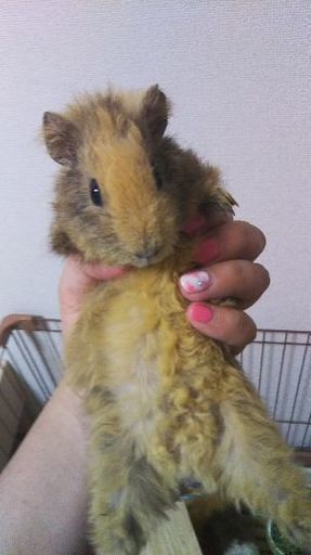 2ヶ月のオス テディモルモット里親様募集 まなみ 河辺のその他の里親募集 ジモティー 2ヶ月のオス テディモルモット里親様募集 まなみ 河辺のその他の里親募集 ジモティー
