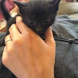 生後1カ月程の黒猫ちゃん 