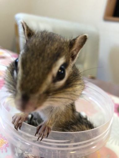 シマリスくんの里親になってください こむぎ 石橋阪大前のその他の里親募集 ジモティー