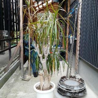 ドラセナコンシンネ　観葉植物