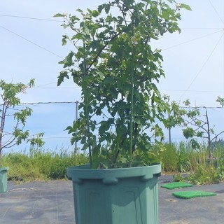 実付きはじめ鉢植えブラックベリー