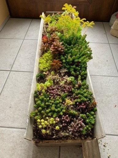 決まりました  多肉 寄植え このまま
