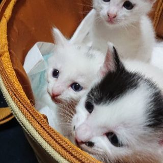 １ヶ月の子猫 男の子２匹 - 猫