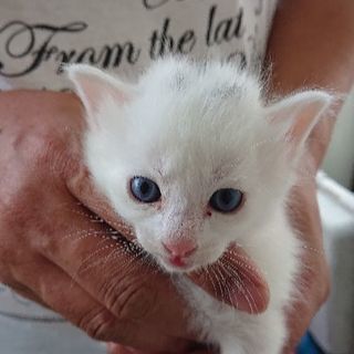 １ヶ月の子猫 男の子２匹 − 千葉県