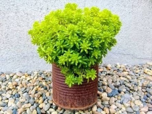 多肉植物 セダム モリムラマンネングサ 雑草対策 ミント 福大前のその他の中古あげます 譲ります ジモティーで不用品の処分 多肉植物 セダム モリムラマンネングサ 雑草対策 ミント 福大前のその他の中古あげます 譲ります ジモティーで不用品の処分