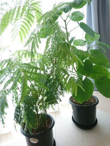 観葉植物
