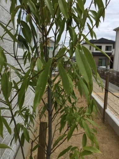 シラカシ 約2 0m 2 2m生垣用 苗木 植木 苗 庭木 生け垣 亀岡直樹 和泉のその他の中古あげます 譲ります ジモティーで不用品の処分 シラカシ 約2 0m 2 2m生垣用 苗木 植木 苗 庭木 生け垣 亀岡直樹 和泉のその他の中古あげます 譲ります ジモティーで不用品の処分