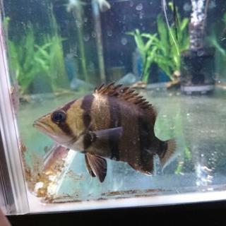 フォーバータイガー ダトニオ