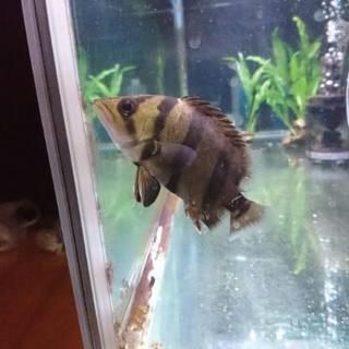 フォーバータイガー ダトニオ