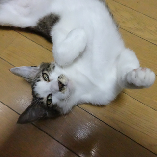 甘えっ子の仔猫です − 北海道