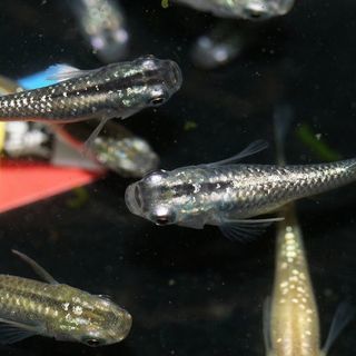 花木流通センターへめだかを出品致します Celeru 前橋のその他の中古あげます 譲ります ジモティーで不用品の処分