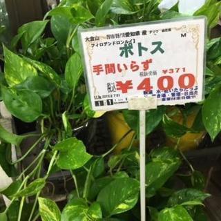 ポトス400円