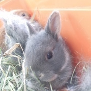 ネザーランドの子ウサギ − 福岡県
