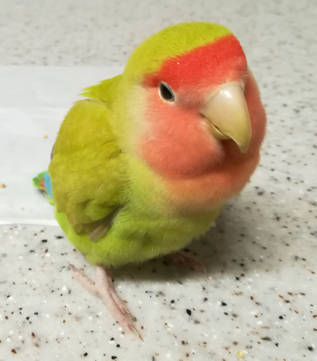 生後7か月のコザクラインコ シナモン えんじ 七尾のその他の里親募集 ジモティー