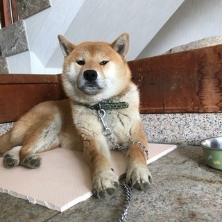 迷い犬  探しています