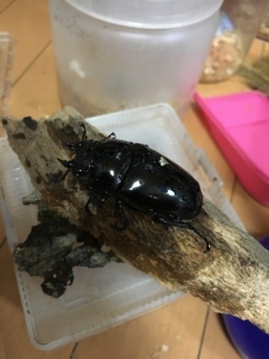 タランドゥス オオツヤクワガタ