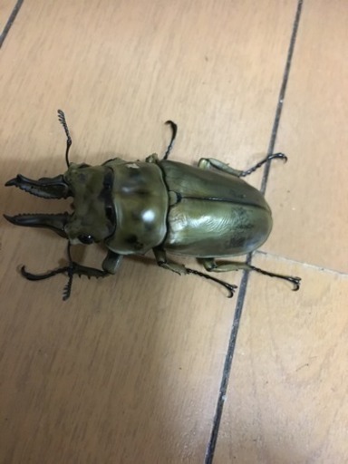 ローゼンベルグオウゴン ペア