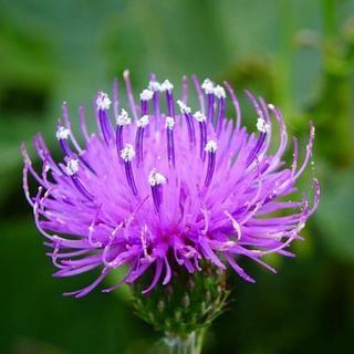 💠野に咲く花が好きな方、興味のある方、仲間を募集💠

