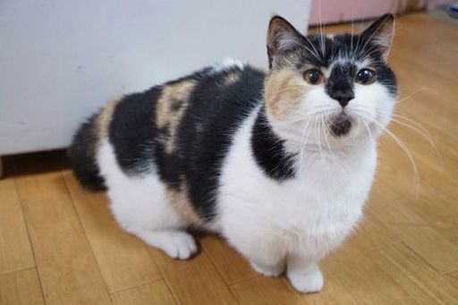 ブリーダー引退猫さん３歳短足マンチカン べっちさん 名古屋の猫の里親募集 ジモティー