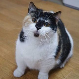 ブリーダー引退猫さん３歳短足マンチカン - 名古屋市