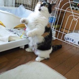 ブリーダー引退猫さん３歳短足マンチカン − 愛知県