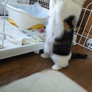 ブリーダー引退猫さん３歳短足マンチカン - 里親募集