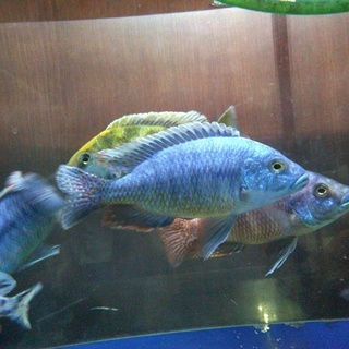 熱帯魚　アフリカンシクリッド交雑種　オス　