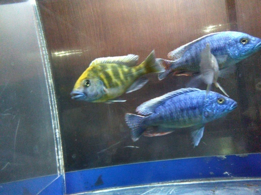 熱帯魚アフリカンシクリッド交雑種オス ちうちう 海田市のその他の中古あげます 譲ります ジモティーで不用品の処分