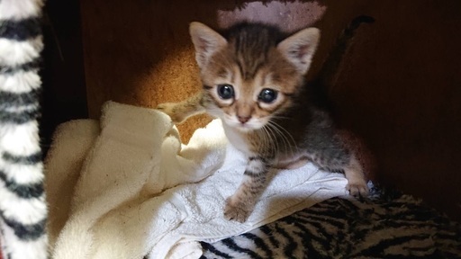 超絶可愛いキジーズ ハナハナ 姪浜の猫の里親募集 ジモティー