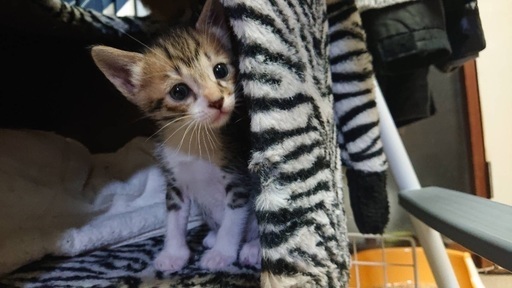 超絶可愛いキジーズ ハナハナ 姪浜の猫の里親募集 ジモティー 超絶可愛いキジーズ ハナハナ 姪浜の猫の里親募集 ジモティー