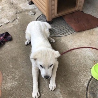1歳ぐらいの犬男の子です あいみ 川間の犬の里親募集 ジモティー 1歳ぐらいの犬男の子です あいみ 川間の犬の里親募集 ジモティー