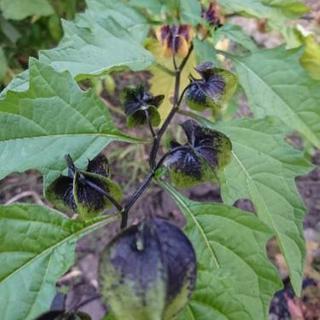 中古ほおずきが無料 格安で買える ジモティー